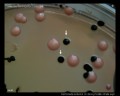 salmonella enterica